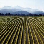 Full-Day Marlborough Wine Tour from Blenheim - Exploring the Marlborough Wine Region: What You Can Expect