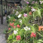 Full Day-Mudpools,Village,Temple,Sleeping Giant Gardens,Shopping Ex Coral Coast - What Travelers Are Saying