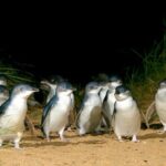 Full-Day Phillip Island Tour with Kangaroo, Koala and Penguin Parade - The Authentic Experience: Wildlife and Nature
