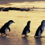 Full-Day Private Australian Wildlife Tour of Phillip Island - Transportation and Group Dynamics