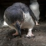 Full-Day Private Australian Wildlife Tour of Phillip Island - The Tour Breakdown