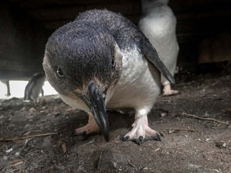 Full-Day Private Australian Wildlife Tour of Phillip Island - The Tour Breakdown