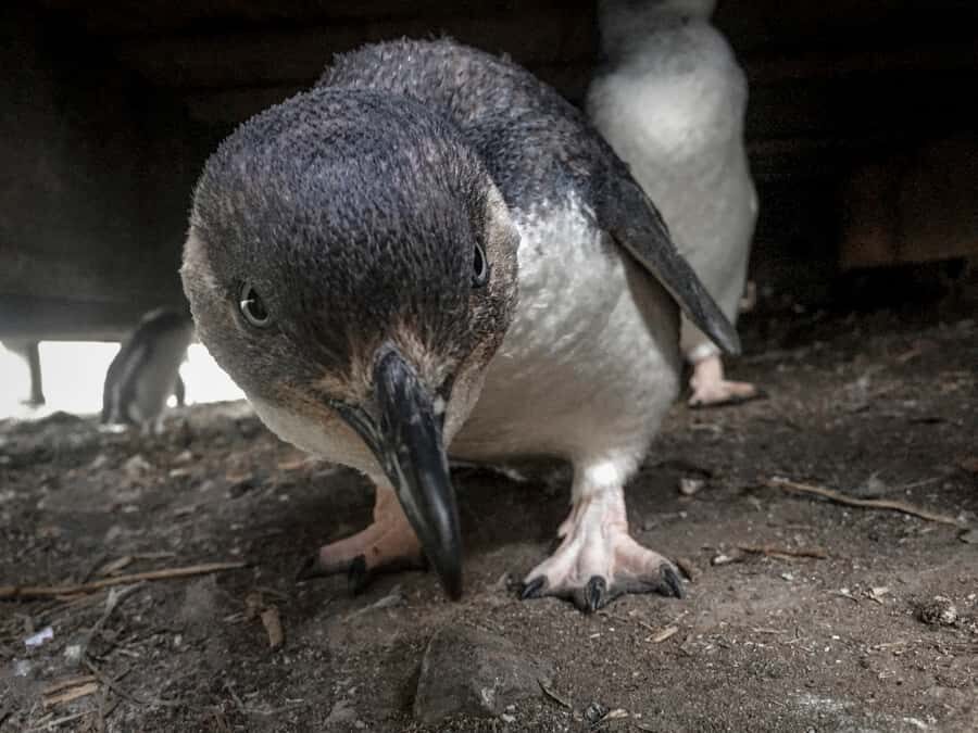 Full-Day Private Australian Wildlife Tour of Phillip Island - The Tour Breakdown