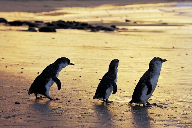 Full-Day Private Australian Wildlife Tour of Phillip Island - Transportation and Group Dynamics