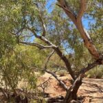 Full day The Painted Desert Tour in Outback South Australia - Exploring the Painted Desert: The Main Attraction
