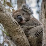 Full Day Tour of Great Ocean Road and 12 Apostles from Melbourne - Considerations and Drawbacks