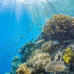 Full Day Tour to Sunlover Cruises Moore Reef and Fitzroy Island - Itinerary Breakdown: What to Expect