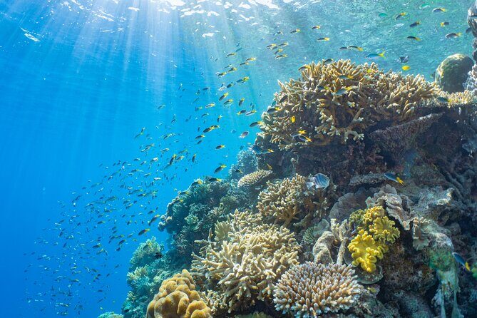 Full Day Tour to Sunlover Cruises Moore Reef and Fitzroy Island - Itinerary Breakdown: What to Expect