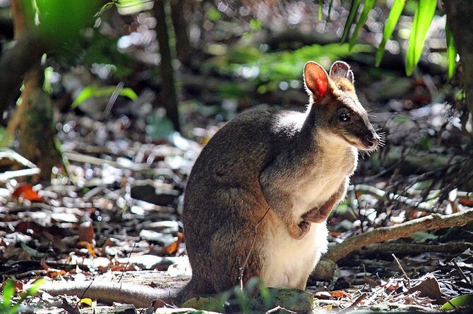 Fully Inclusive Blue Mountains Private Tour inc Scenic World & Featherdale Entry - What You’ll Love About This Tour