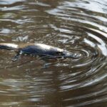 Fun, Falls and Forests Day Trip from Cairns - Authenticity and Family-Friendly Vibe