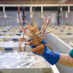 Geraldton: Behind-The-Scenes Ocean Harvest Tour - Practical Details and What to Expect