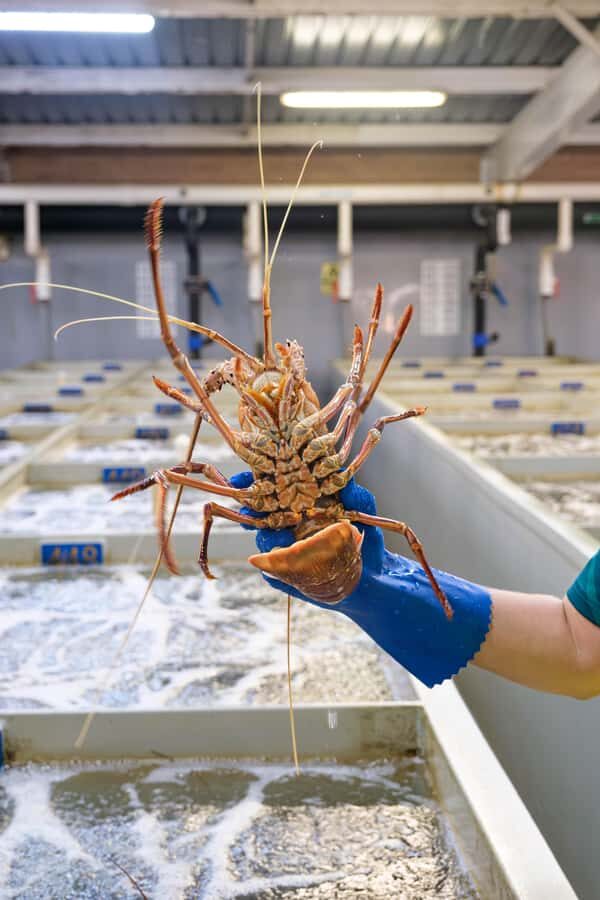 Geraldton: Behind-The-Scenes Ocean Harvest Tour - Practical Details and What to Expect