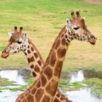 Giraffe Experience at Werribee Open Range Zoo - excl. entry - The Itinerary: Step-by-Step