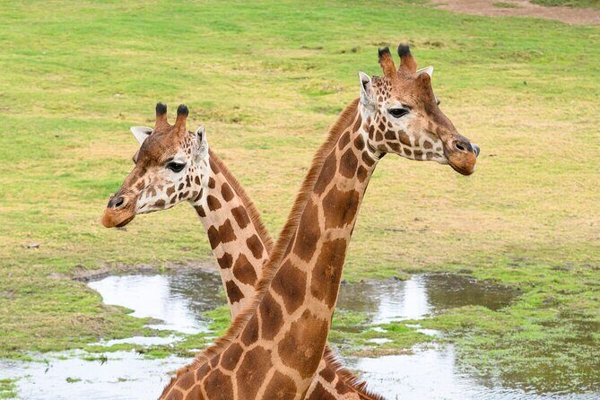 Giraffe Experience at Werribee Open Range Zoo - excl. entry - The Itinerary: Step-by-Step