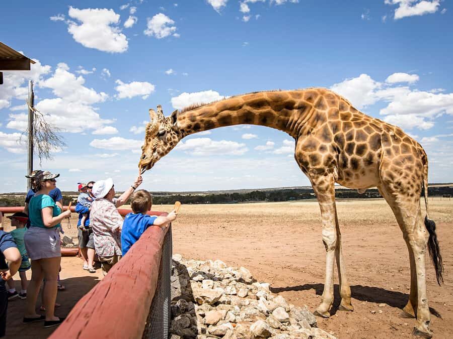 Giraffe Safari & a Day at Monarto Safari Park - What to Expect on the Tour