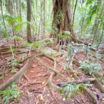 Glass House Mountains Tour with Lunch, Lookouts, and Nature Walks - Detailed Review of the Glass House Mountains Tour
