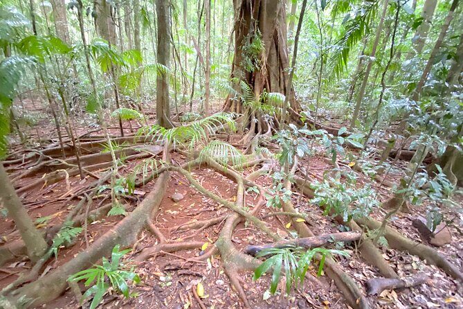Glass House Mountains Tour with Lunch, Lookouts, and Nature Walks - Detailed Review of the Glass House Mountains Tour