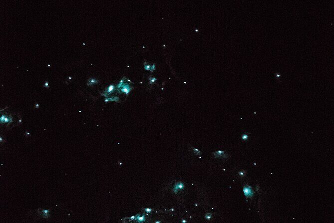 Glow Worm Caves Express Tour in Bay of Islands - The Scenic Drive and Additional Stops