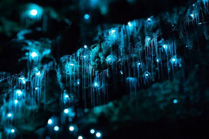 Glow-worms, Waterfalls & Rainforest Experience - An In-Depth Look at the Tour Experience
