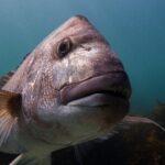 Goat Island Experience Guided Snorkelling for Beginners - The Itinerary: A Simple, Effective Structure