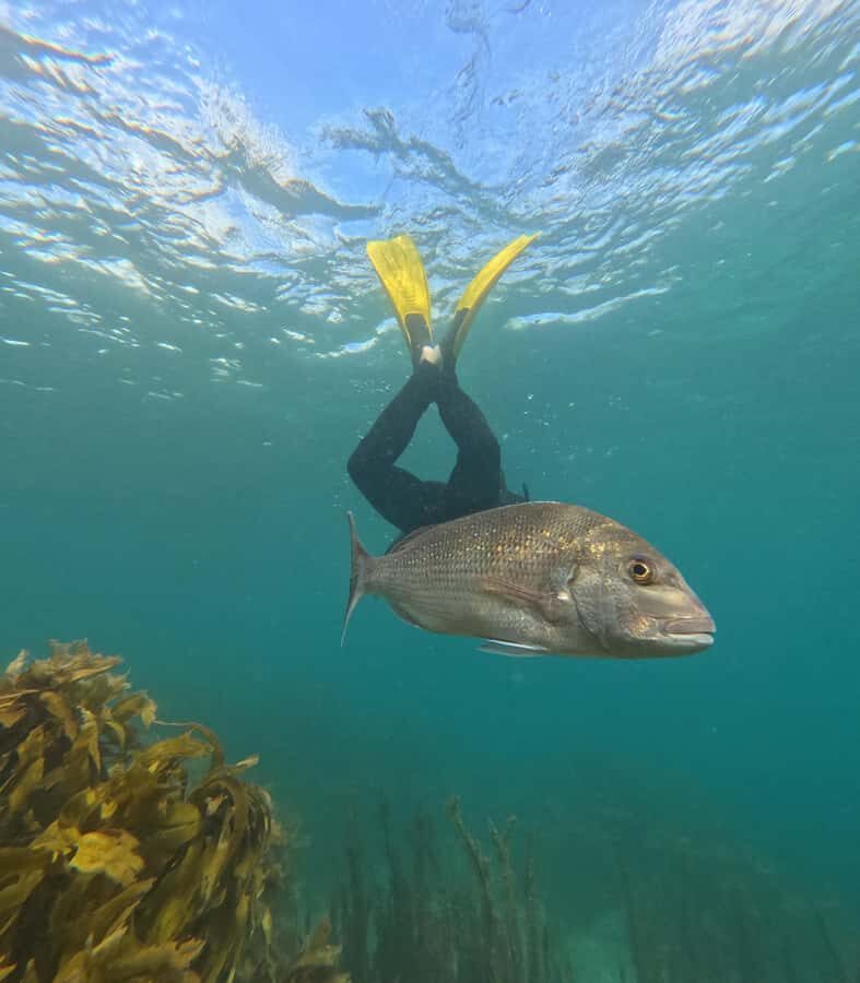 Goat Island Guided Snorkeling Tour for Beginners - What to Expect and Practical Tips