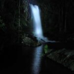 Gold Coast: Evening Rainforest and Glow Worm Experience - Authenticity and Value