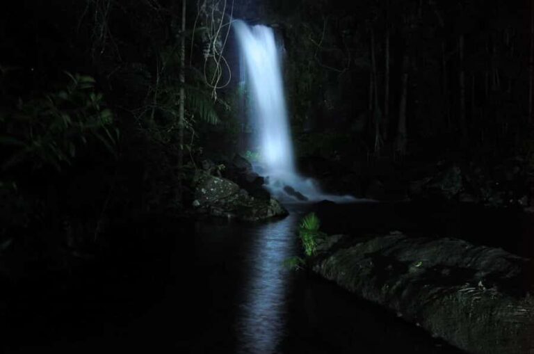 Gold Coast: Evening Rainforest and Glow Worm Experience - Authenticity and Value