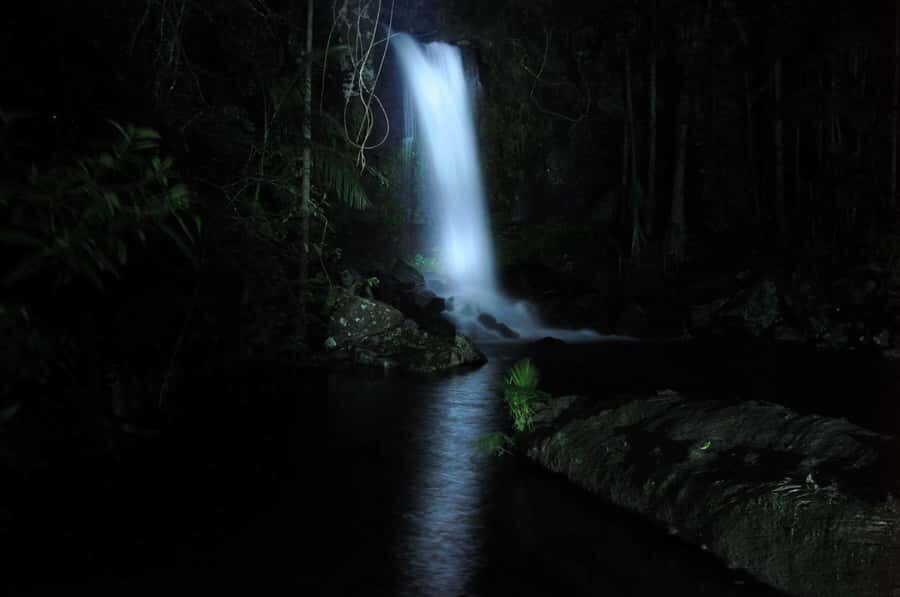Gold Coast: Evening Rainforest and Glow Worm Experience - Authenticity and Value