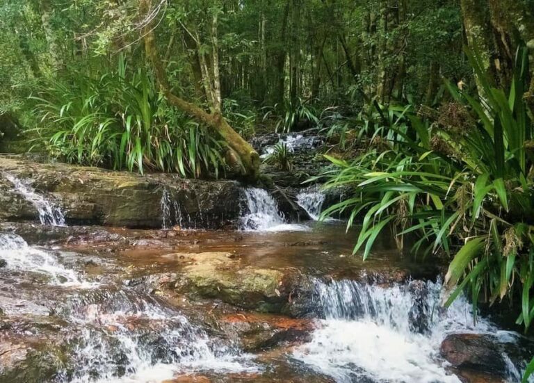 Gold Coast: Glow Worms Day/Night Rainforest & Waterfall Walk - Detailed Breakdown of the Itinerary