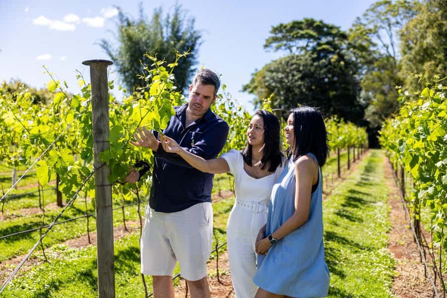 Gold Coast: Hop on Hop off Wine Tasting Tour to Mt Tamborine - Authentic Feedback and What Travelers Say