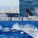 Gold Coast: Luxury Whale Watching Tour - The Experience: An In-Depth Look