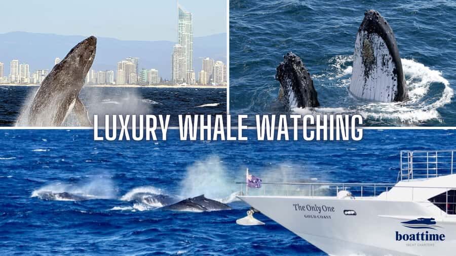 Gold Coast: Luxury Whale Watching Tour - The Experience: An In-Depth Look