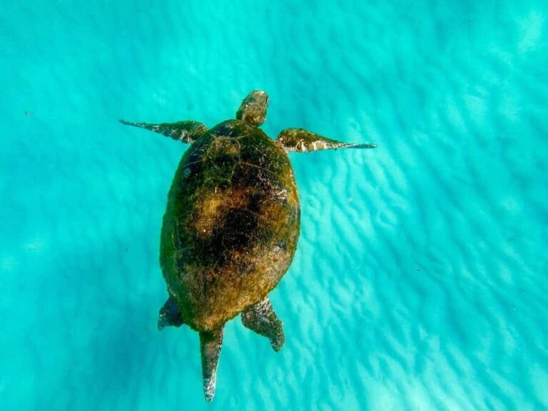 Gold Coast: Moreton Island Day Trip Kayak & Sandboarding - Final Thoughts