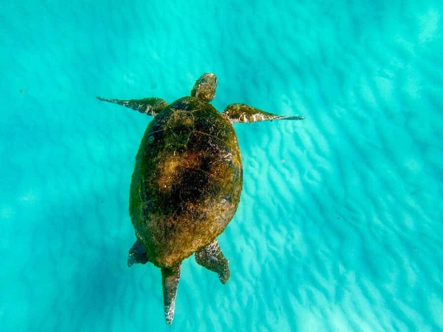 Gold Coast: Moreton Island Day Trip Kayak & Sandboarding - Final Thoughts