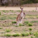 Gold Coast: Mount Tamborine Kangaroo and Koala Day Tour - Key Points