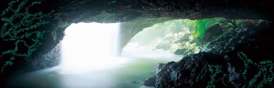 Gold Coast: Natural Bridge Glow Worm Night Tour - Analyzing the Value and Experience