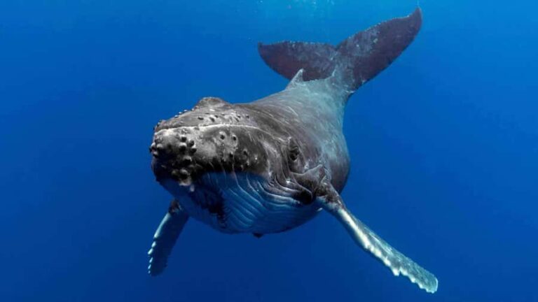 Gold Coast: Premium Whale Watching Cruise - The Itinerary: What You Can Expect