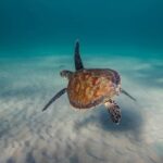 Gold Coast: Snorkel with Turtles - The Itinerary in Detail