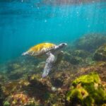 Gold Coast: Snorkeling with Turtles Half-Day Tour - Who Should Consider This Tour?