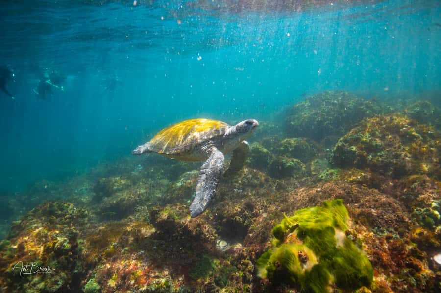 Gold Coast: Snorkeling with Turtles Half-Day Tour - Who Should Consider This Tour?