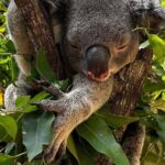 Gold Coast Surfer's Paradise Private Tour from Brisbane - A Deep Dive into the Tour Itinerary