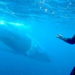 Gold Coast: Swim with Whales - The Value of the Experience