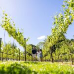 Gold Coast: Tamborine Mountain Local Winery Tour with Lunch - In The Sum Up