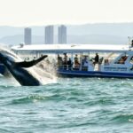 Gold Coast Whale Experience - Highlights of the Gold Coast Whale Experience