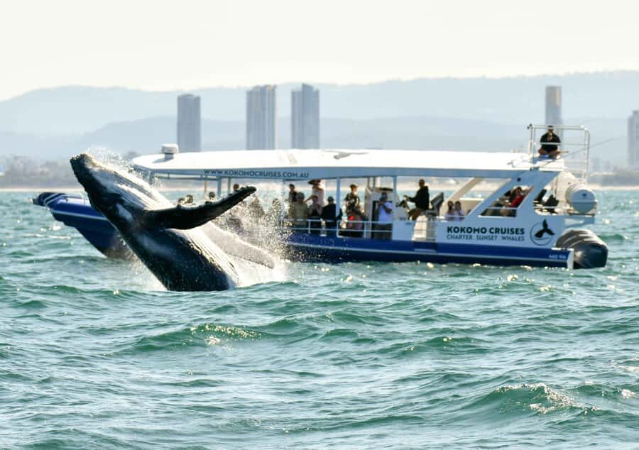 Gold Coast Whale Experience - Highlights of the Gold Coast Whale Experience