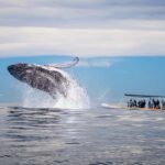 Gold Coast: Whale Watching - Authentic Reviews and What They Reveal