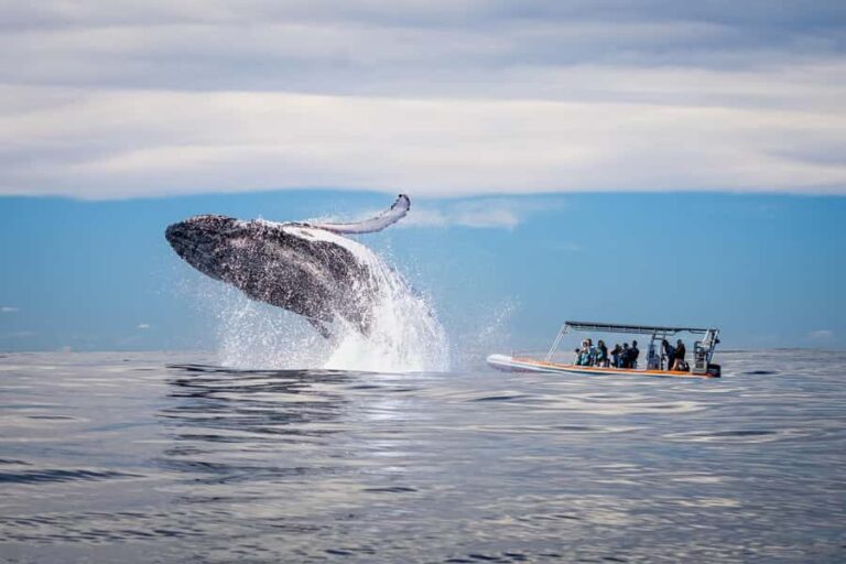Gold Coast: Whale Watching - Authentic Reviews and What They Reveal