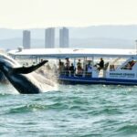Gold Coast Whale Watching Cruise - The Sum Up: Is This Tour Worth It?