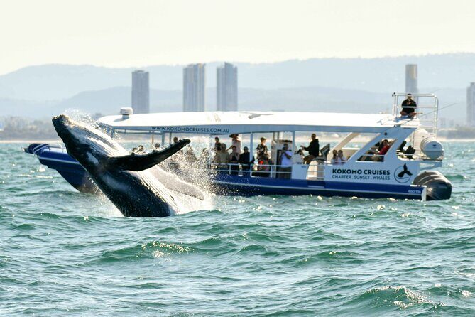 Gold Coast Whale Watching Cruise - The Sum Up: Is This Tour Worth It?
