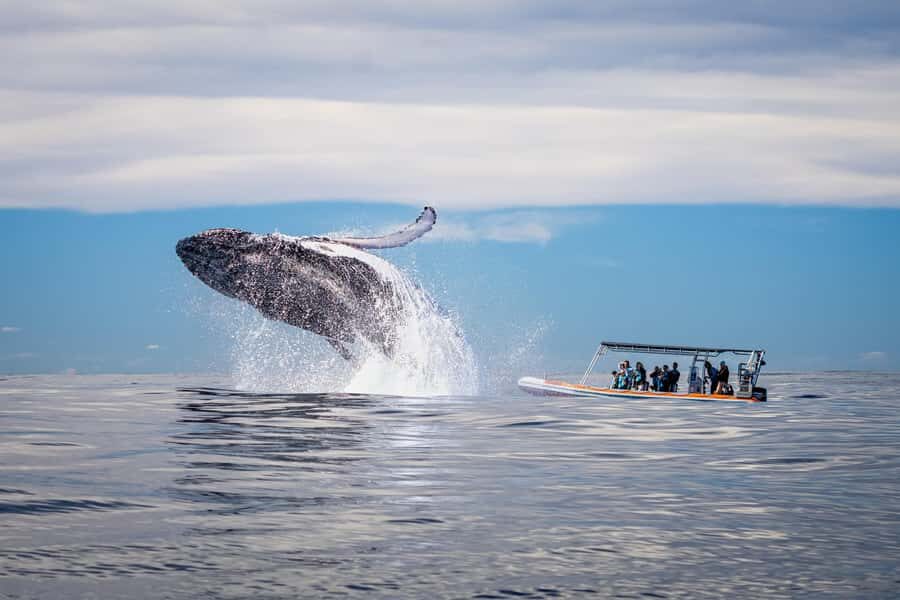 Gold Coast: Whale Watching - Authentic Reviews and What They Reveal